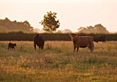 KINGSBRIDGE FARM  BUCKINGHAMSHIRE: EVENING LIGHT ON COWS IN FIELD BEYONDTHE GARDEN