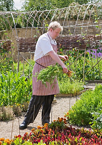 WHATLEY_MANOR__WILTSHIRE_CHEF_PICKING_CARROTS_IN_THE_KITCHEN_GARDEN