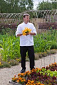 WHATLEY MANOR  WILTSHIRE: HEAD CHEF MARTIN BURGE PICKING COURGETTE FLOWERS IN THE KITCHEN GARDEN