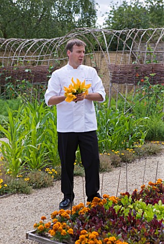 WHATLEY_MANOR__WILTSHIRE_HEAD_CHEF_MARTIN_BURGE_PICKING_COURGETTE_FLOWERS_IN_THE_KITCHEN_GARDEN