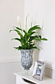 DESIGNER: CLARE MATTHEWS - HOUSEPLANT PROJECT - CONTAINER ON SIDEBOARD PLANTED WITH PEACE LILY - SPATHIPHYLLUM