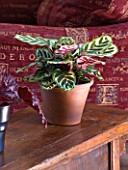 DESIGNER: CLARE MATTHEWS - HOUSEPLANT PROJECT - CONTAINERS ON TABLE IN SITTING ROOM PLANTED WITH THE BEAUTIFUL LEAVES OF CALATHEA MAKOYANA - THE PEACOCK PLANT