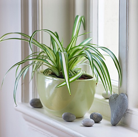 DESIGNER_CLARE_MATTHEWS__HOUSEPLANT_PROJECT__GREEN_CONTAINER_ON_WINDOWSILL_PLANTED_WITH_SPIDER_PLANT