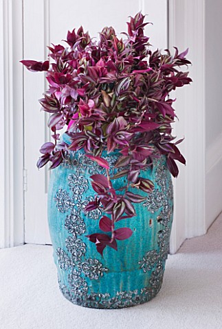 DESIGNER_CLARE_MATTHEWS__HOUSEPLANT_PROJECT__BEAUTIFUL_BLUE_CONTAINER_PLANTED_WITH_TRADESCANTIA_ZEBR