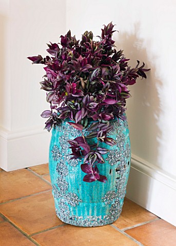DESIGNER_CLARE_MATTHEWS__HOUSEPLANT_PROJECT__BEAUTIFUL_BLUE_CONTAINER_PLANTED_WITH_TRADESCANTIA_ZEBR