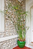 DESIGNER: CLARE MATTHEWS - HOUSEPLANT PROJECT - CONSERVATORY WITH GREEN GLAZED CONTAINER PLANTED WITH PAPYRUS  IN HALLWAY