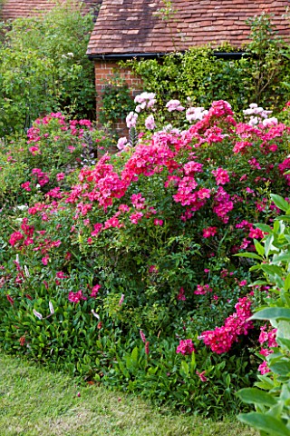 HOOK_END_FARM__BERKSHIRE_ROSA_BONICA_IN_A_BORDER_BY_LAWN_WITH_FARMHOUSE_BEHINDAND_PERSICARIA_AFFINIS