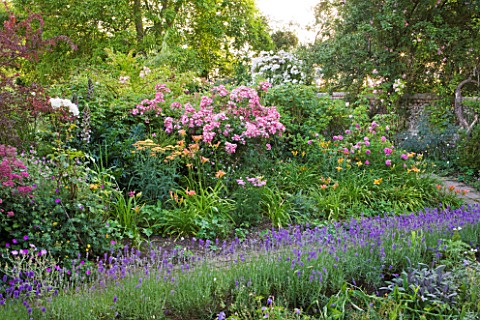 HOOK_END_FARM__BERKSHIRE_LAVENDER_LINED_PATH__ROSES__ACHILLEA_AND_DAYLILIES