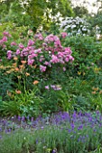 HOOK END FARM  BERKSHIRE: LAVENDER LINED PATH  ROSES  ACHILLEA AND DAYLILIES