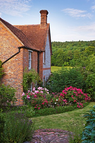 HOOK_END_FARM__BERKSHIRE_ROSA_BONICA_AND_ROSA_HERTFORDSHIRE_IN_A_BORDER_BY_LAWN_WITH_FARMHOUSE_BEHIN