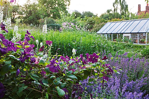 HOOK_END_FARM__BERKSHIRE_CLEMATIS_POLISH_SPIRIT_AND_NEPETA_SIX_HILLS_GIANT_WITH_GREENHOUSE_BEHIND