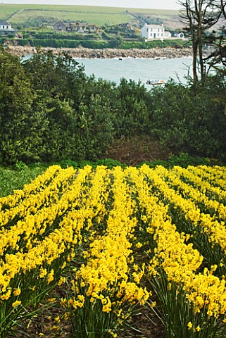 DAFFODILS_GROWING_AT_ST_AGNES_IN_THE_SCILLY_ISLES