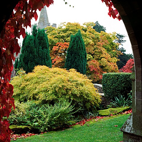 VIEW_FROM_THE_CLOISTERS_TO_THE_CHURCH_WITH_ACERS_AND_LAWSON_CYPRESS_DINMORE_MANOR_GARDEN__HEREFORD__