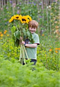 THE GARDEN AND PLANT COMPANY  HATHEROP CASTLE  CIRENCESTER  GLOUCESTERSHIRE: BOY CARRYING SUNFLOWERS - HELIANTHUS SUN RICH ORANGE IN THE NURSERY
