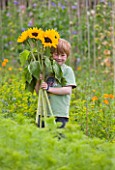 THE GARDEN AND PLANT COMPANY  HATHEROP CASTLE  CIRENCESTER  GLOUCESTERSHIRE: BOY CARRYING SUNFLOWERS - HELIANTHUS SUN RICH ORANGE IN THE NURSERY