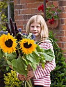 THE GARDEN AND PLANT COMPANY  HATHEROP CASTLE  CIRENCESTER  GLOUCESTERSHIRE: GIRL WITH LATE SUMMER BOUQUET OF SUNFLOWERS - HELIANTHUS SUN RICH ORANGE AT THE NURSERY