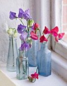 THE GARDEN AND PLANT COMPANY  HATHEROP CASTLE  CIRENCESTER  GLOUCESTERSHIRE: GLASS BOTTLES WITH SWEET PEAS FROM THE NURSERY