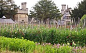 THE GARDEN AND PLANT COMPANY  HATHEROP CASTLE  CIRENCESTER  GLOUCESTERSHIRE: ROWS OF SWEET PEAS GROWING IN THE NURSERY WITH HATHEROP CASTLE (NOW A SCHOOL) IN THE BACKGROUND