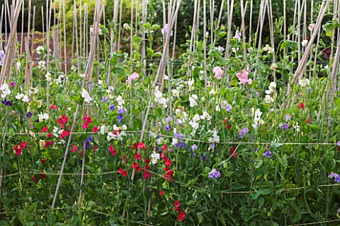 THE_GARDEN_AND_PLANT_COMPANY__HATHEROP_CASTLE__CIRENCESTER__GLOUCESTERSHIRE_ROWS_OF_SWEET_PEAS_GROWI