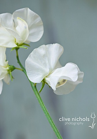 THE_GARDEN_AND_PLANT_COMPANY__HATHEROP_CASTLE__CIRENCESTER__GLOUCESTERSHIRE_SWEET_PEA__LATHYRUS_ODOR