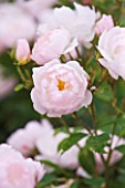 CLOSE UP OF THE PALE PINK FLOWERS OF ROSE/ ROSA SCARBOROUGH FAIR (AUSORAN) - DAVID AUSTIN ENGLISH ROSE  SEMI-DOUBLE  SCENTED