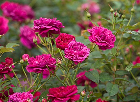 CLOSE_UP_OF_THE_RED_FLOWERS_OF_ROSE_ROSA_DARCEY_BUSSELL__AUSDECORUM__DAVID_AUSTIN_ENGLISH_ROSE__DOUB