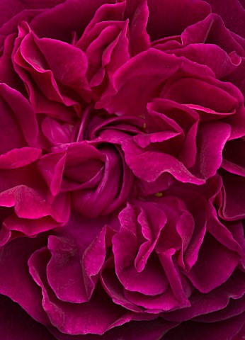 CLOSE_UP_OF_THE_RED_FLOWER_OF_ROSE_ROSA_MUNSTEAD_WOOD__DAVID_AUSTIN_ENGLISH_ROSE__DOUBLE__SCENTED