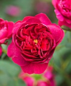 CLOSE UP OF THE RED FLOWER OF ROSE/ ROSA DARCEY BUSSELL  (AUSDECORUM) - DAVID AUSTIN ENGLISH ROSE  DOUBLE/ FULL BLOOM  SCENTED