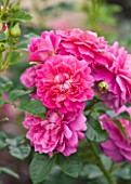 CLOSE UP OF THE PINK FLOWERS OF ROSE/ROSA PRINCESS ANNE (AUSKITCHEN) - DAVID AUSTIN EBGLISH ROSE - DOUBLE  SCENTED