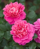 CLOSE UP OF THE PINK FLOWERS OF ROSE/ROSA PRINCESS ANNE (AUSKITCHEN) - DAVID AUSTIN EBGLISH ROSE - DOUBLE  SCENTED
