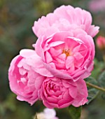 CLOSE UP OF THE PINK FLOWER OF ROSE/ ROSA SKYLARK (AUSIMPLE) - DAVID AUSTIN SHRUB ROSE  SEMI-DOUBLE  SCENTED