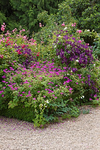 ASTHALL_MANOR__OXFORDSHIRE_BORDER_WITH_GERANIUMS__ROSES_AND_CLEMATIS