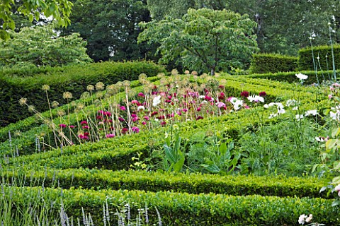 ASTHALL_MANOR__OXFORDSHIRE_PARTERRE_ON_SLOPE_PLANTED_WITH_ALLIUMS_AND_ANNUALS_IN_SUMMER