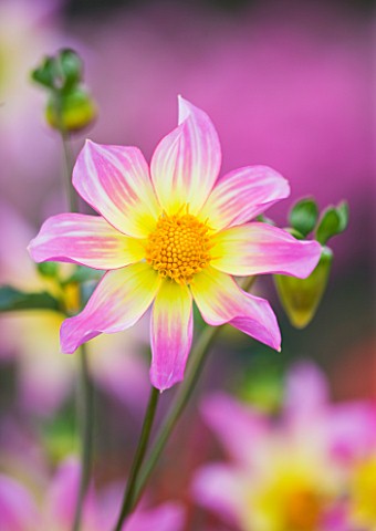 RHS_GARDEN__WISLEY__SURREY_CLOSE_UP_OF_THE_PINK_AND_YELLOW_FLOWER_OF_DAHLIA_TRELYN_SEREN__STAR_DAHLI