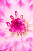 RHS GARDEN  WISLEY  SURREY: CLOSE UP OF THE FLOWER OF DAHLIA ACE SUMMER EMOTIONS
