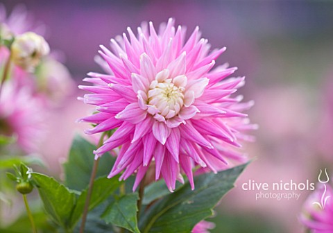 RHS_GARDEN__WISLEY__SURREY_CLOSE_UP_OF_THE_FLOWER_OF_DAHLIA_HILLCREST_CANDY