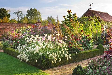 ULTING_WICK__ESSEX__VIEW_ALONG_BRICK_PATH_WITH_BOX_EDGED_BEDS__DAHLIAS__PENNISETUM_VILLOSUM_AND_HELI