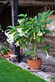 ULTING WICK  ESSEX - CONTAINER WITH BRUGMANSIA INSIDE THE COVERED WOODEN LOGGIA