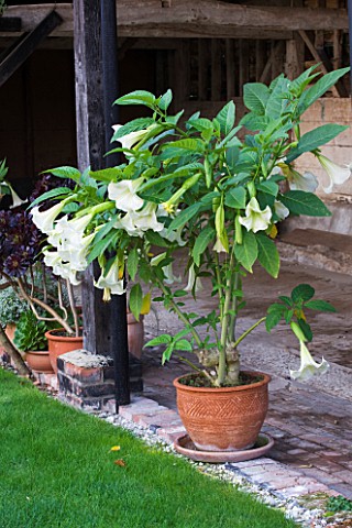 ULTING_WICK__ESSEX__CONTAINER_WITH_BRUGMANSIA_INSIDE_THE_COVERED_WOODEN_LOGGIA