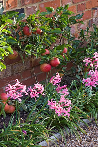 ULTING_WICK__ESSEX__GRAVEL_PATH_EDGED_WITH_NERINE_BOWDENII_AND_APPLES