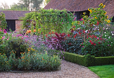 ULTING_WICK__ESSEX__GRAVEL_PATH_WITH_BOX_EDGED_BEDS_WITH_VERBENA_BONARIENSIS__HELIANTHUS_ANNUS__AMAR