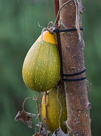 ULTING_WICK__ESSEX__SQUASH_IN_THE_VEGETABLE_GARDEN