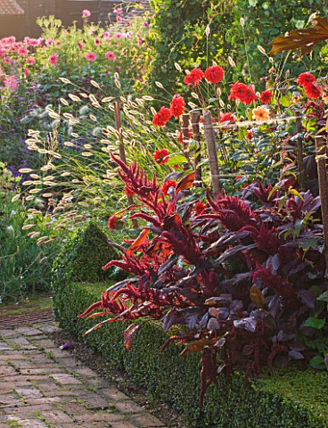 ULTING_WICK__ESSEX__BOX_EDGED_BORDER_AT_DAWN_WITH_PENNISETUM_THUNBERGII_RED_BUTTONS__AMARANTHUS_VELV