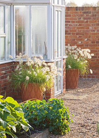 ULTING_WICK__ESSEX__THE_GREENHOUSE_WITH_TERRACOTA_CONTAINERS_PLANTED_WITH_PENNISETUMS