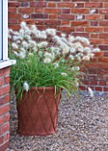 ULTING WICK  ESSEX - THE GREENHOUSE WITH TERRACOTA CONTAINER PLANTED WITH PENNISETUMS