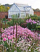 ULTING WICK  ESSEX - AUTUMN BORDER IN PINK WITH CHRYSANTHEMUM CLARA CURTIS  PENNISETUM ORIENTALIS  DAHLIA HILLCREST ROYAL AND GREENHOUSE
