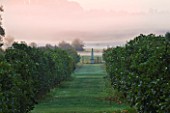 WATERPERRY GARDENS  OXFORDSHIRE: VIEW ALONG AVENUE OF FRUIT TREES TO OBELISK AND FIELDS BEYOND AT DAWN. MIST