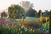 WATERPERRY GARDENS  OXFORDSHIRE: THE TRIAL BEDS AT DAWN WITH PENSTEMONS  VERBENA BONARIENSIS AND YELLOW VERBASCUMS