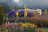 WATERPERRY GARDENS  OXFORDSHIRE: THE TRIAL BEDS AT DAWN WITH YELLOW VERBASCUMS AND ASTERS