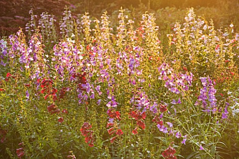 WATERPERRY_GARDENS__OXFORDSHIRE_THE_TRIAL_BEDS_AT_DAWN_WITH_PENSTEMONS